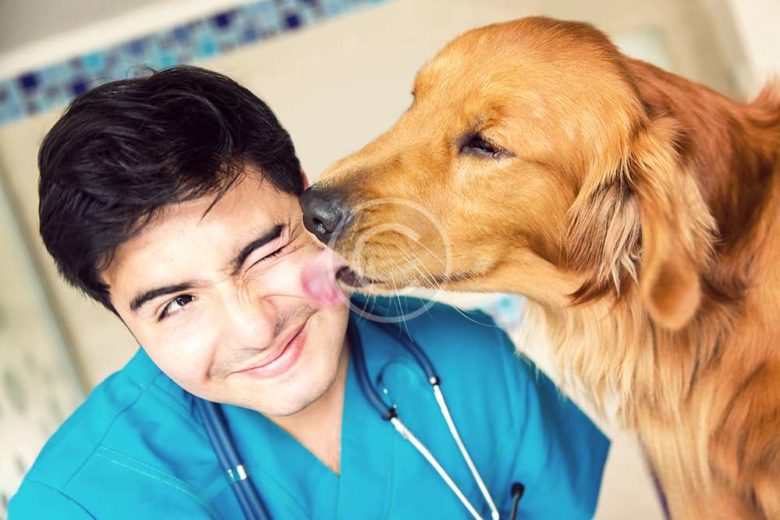 5 Things About Your Vet